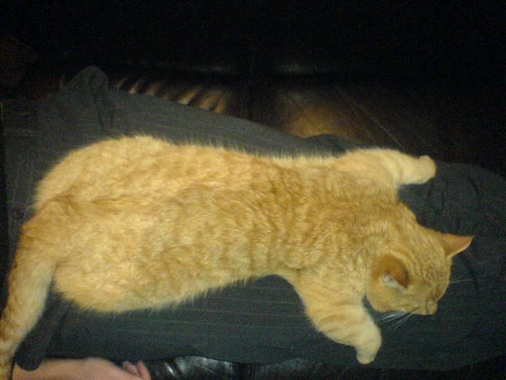 Huskat Garfield (Giffe) - flad uud det er weekend! billede 9