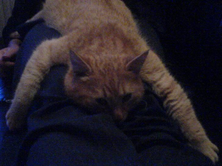 Huskat Garfield (Giffe) - stop looking at me! billede 10