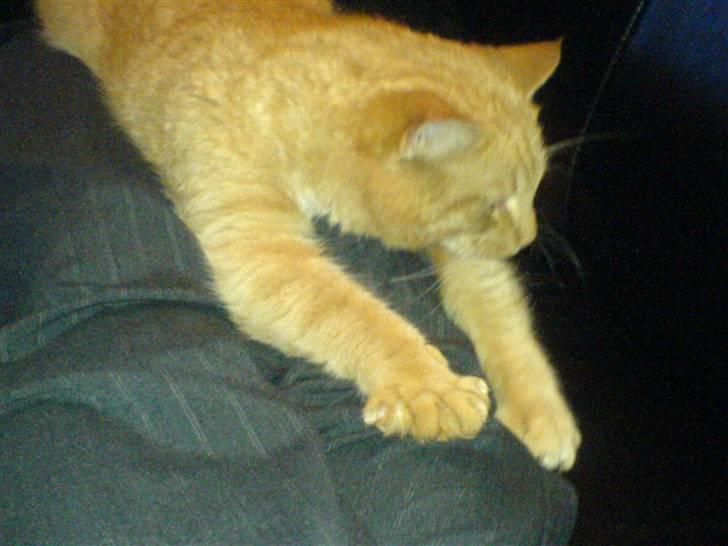 Huskat Garfield (Giffe) - okay nu kan du godt gå langt væk med det kammera! billede 11