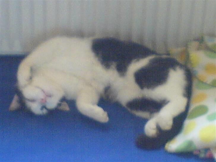 Huskat Bidbid (Bit-bit) - ahh det her er skønt billede 2