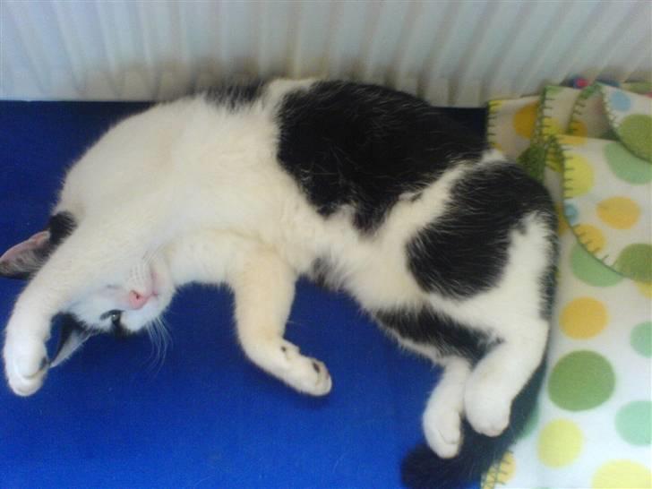 Huskat Bidbid (Bit-bit) - arhh billede 3