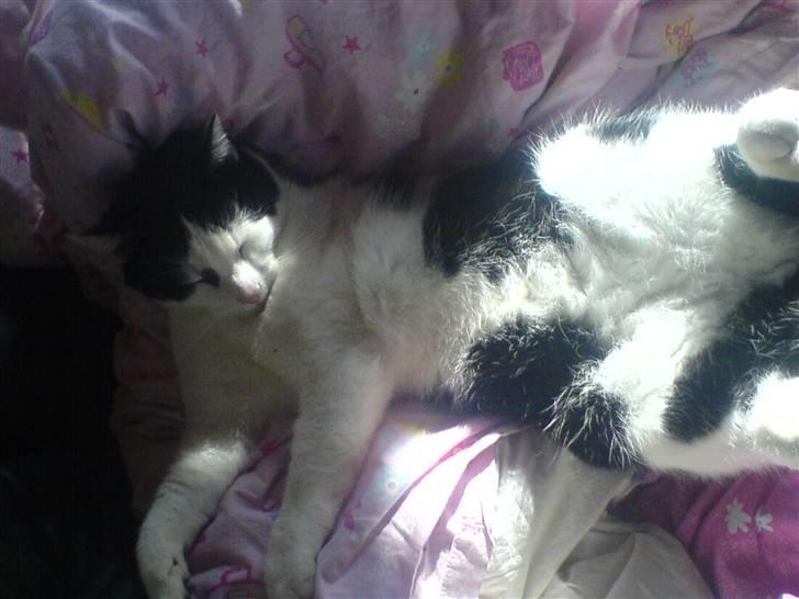 Huskat Bidbid (Bit-bit) - I´m sexy and I know it! billede 4