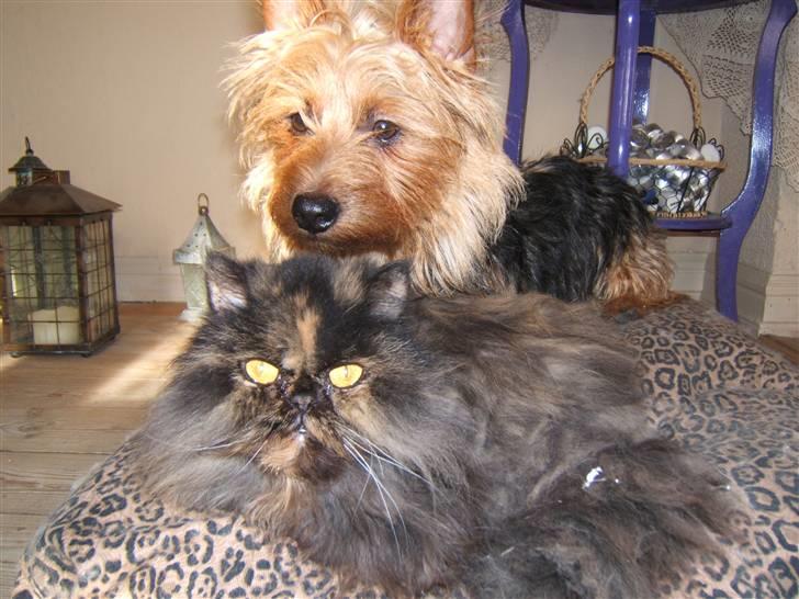 Perser Amalie  *1993- 2009* - Amalie og Luka marts 08. Amalie er blevet klippet, derfor er hendes pels lidt øv. Syns bare de så så søde ud billede 6