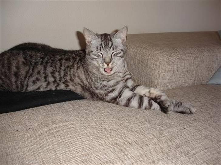 Blanding af racer Brede billede 15