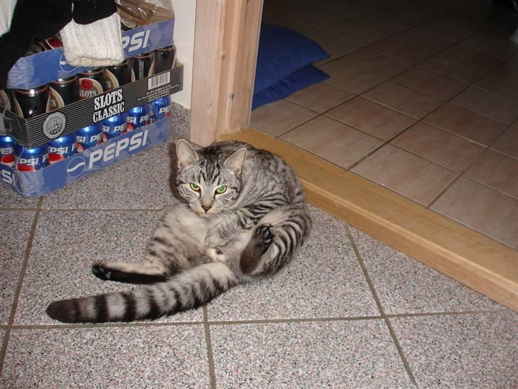 Blanding af racer Brede billede 16