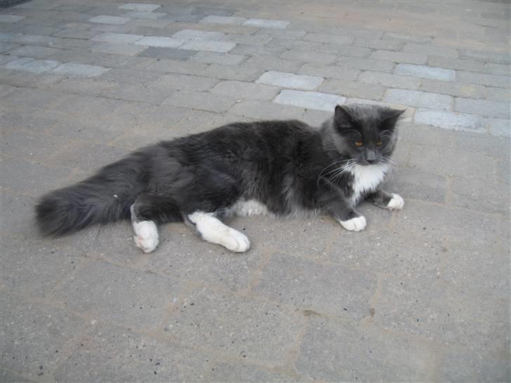 Blanding af racer  NFO/MCO Mega ( Mikkel ) - 08.03.08. Jeg fik lige lov til at komme ud og nyde det gode vejr;o) billede 18