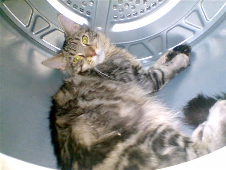 Maine Coon Chivas Regal - uhh man ligger godt i den tørretrumbler..:) billede 8
