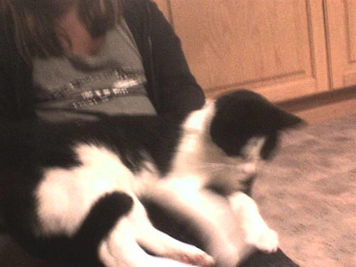 Huskat Nuzer - søde Nuzer ligger godt på min storesøsters skød. billede 10