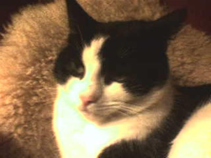 Huskat Nuzer - Hvem er du? billede 11