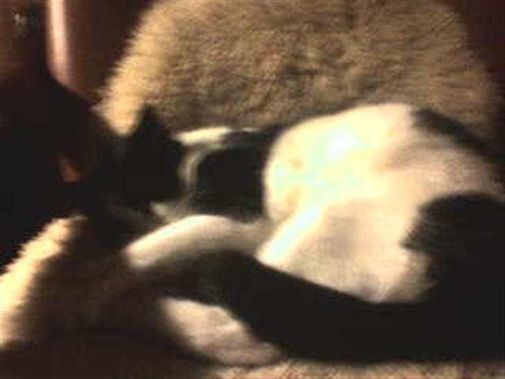 Huskat Nuzer - Nuzer igen... billede 12