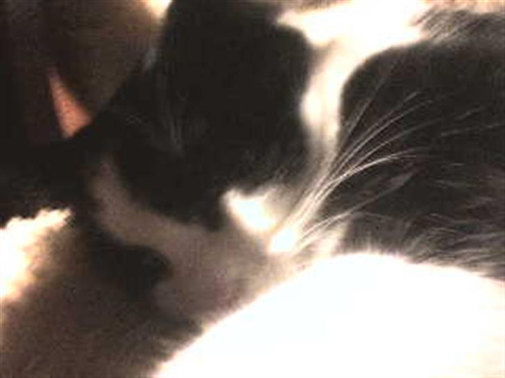 Huskat Nuzer - Nuzer nyder den bløde stol billede 13