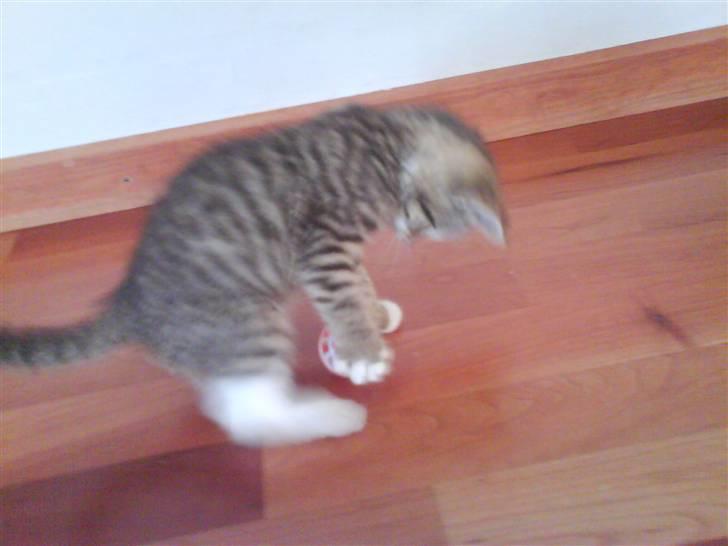 Blanding af racer Fedora - Leger med min bold. billede 7