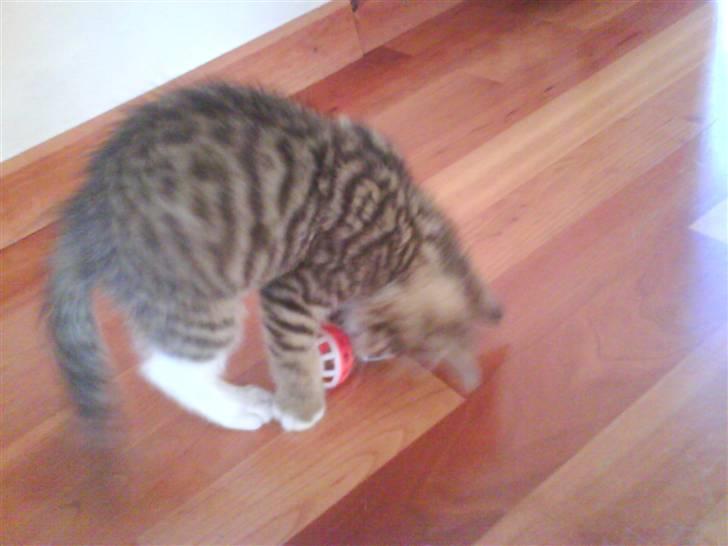 Blanding af racer Fedora - Igen billede 8