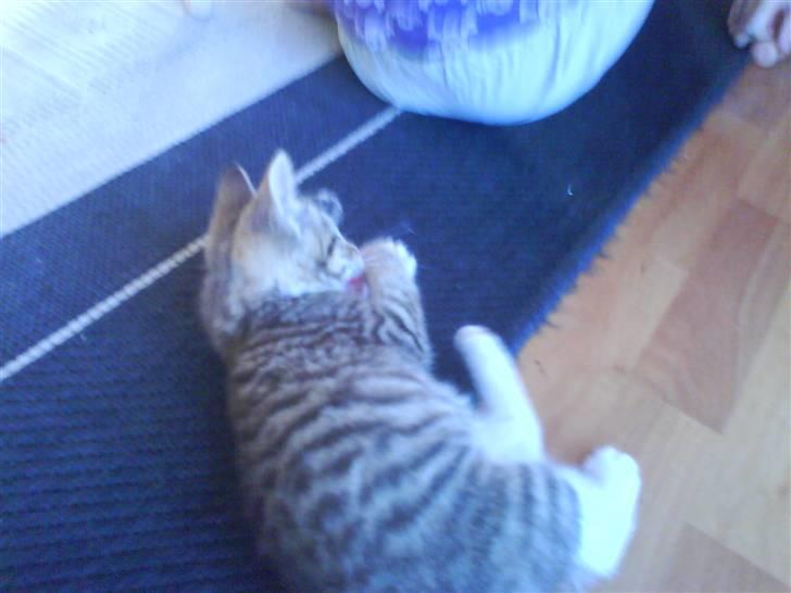 Blanding af racer Fedora - Fik den. billede 9