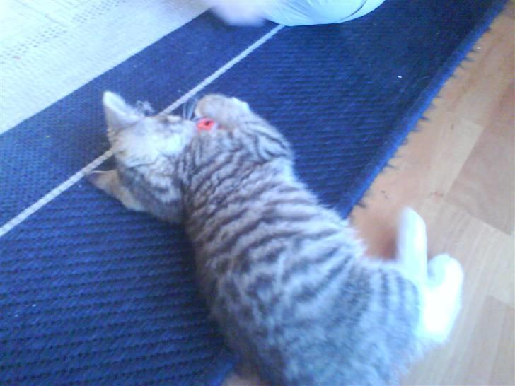 Blanding af racer Fedora - Holder bolden. billede 10