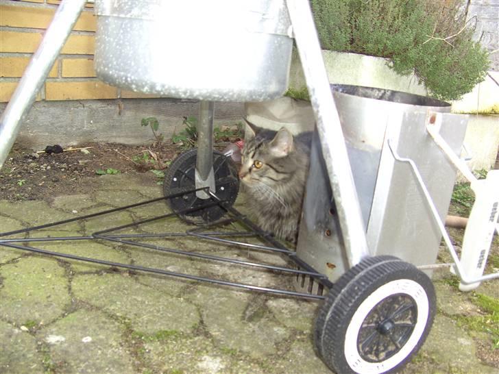 Blanding af racer bølle billede 15