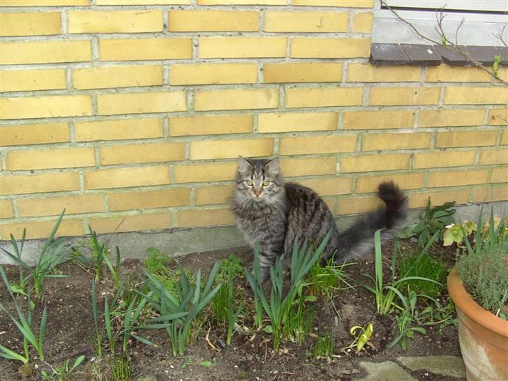 Blanding af racer bølle billede 16