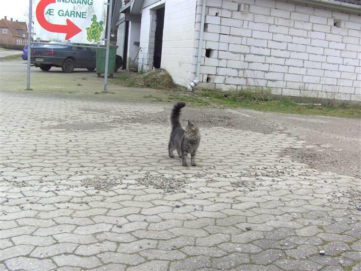 Blanding af racer bølle billede 17