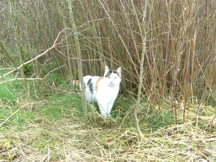 Huskat shelly billede 10