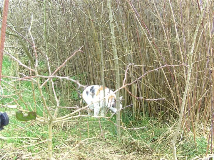 Huskat shelly billede 11