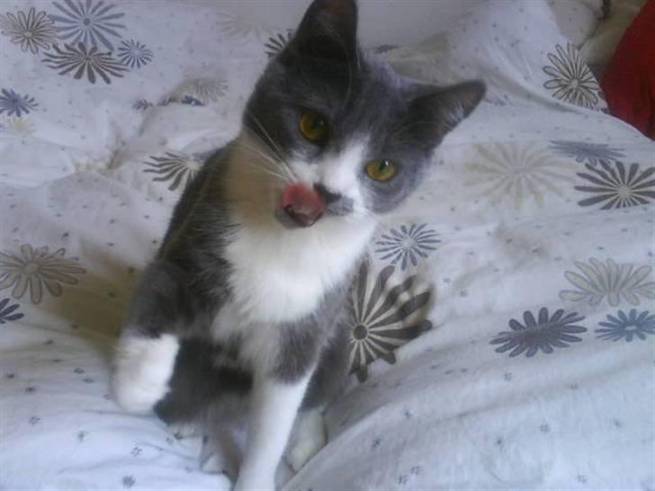 Huskat Knirke billede 1