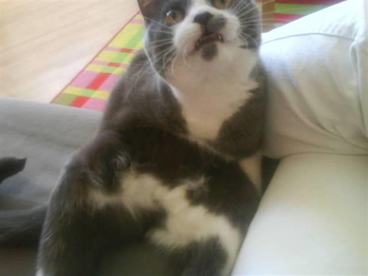 Huskat Knirke billede 2