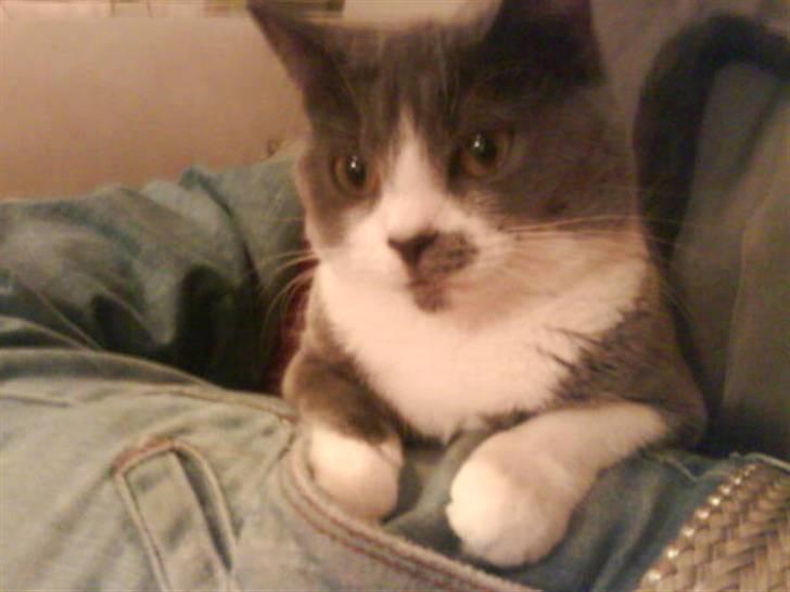 Huskat Knirke billede 3