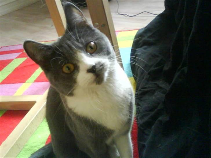 Huskat Knirke billede 4