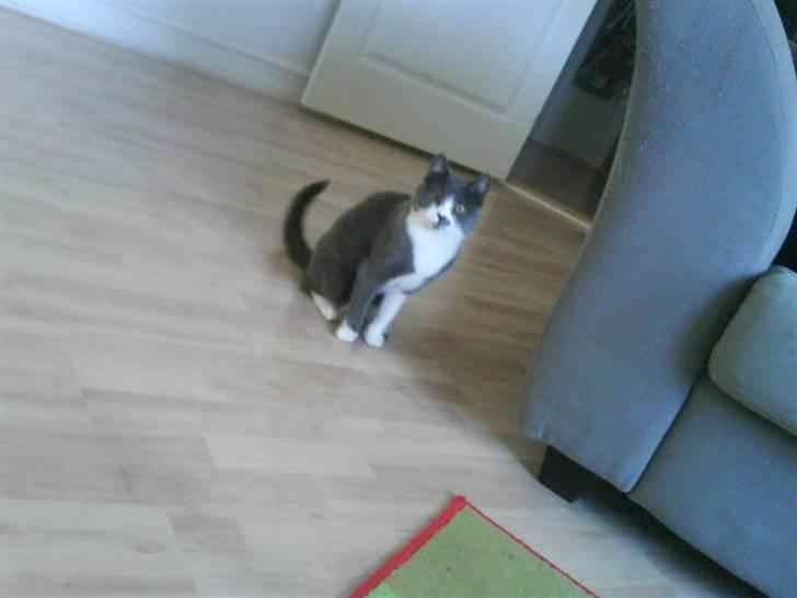 Huskat Knirke billede 5