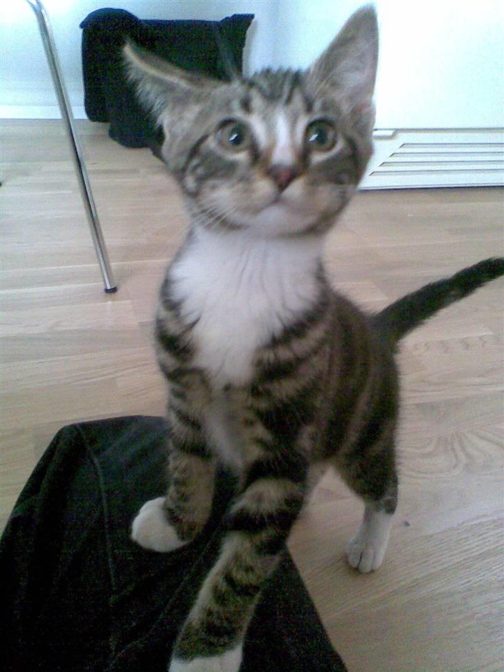 Blanding af racer Oscar billede 1