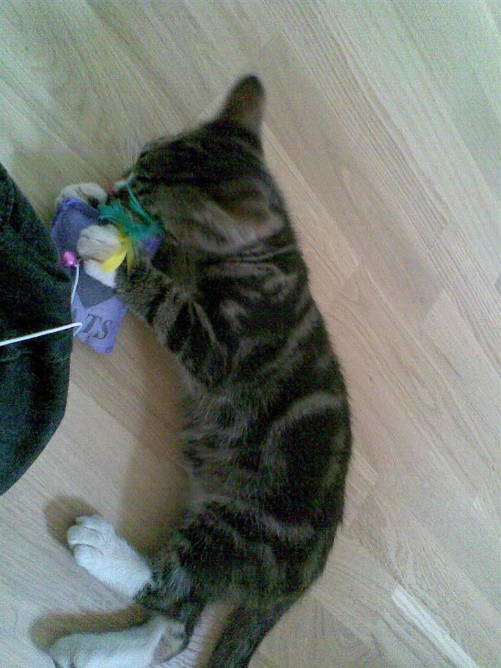 Blanding af racer Oscar billede 2