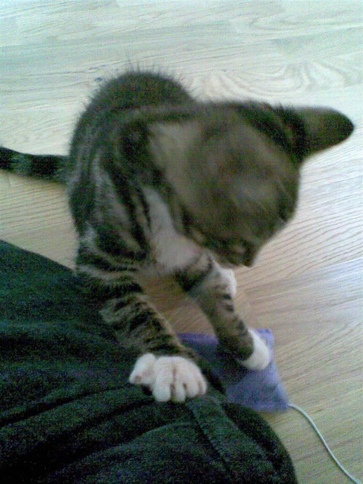 Blanding af racer Oscar billede 3