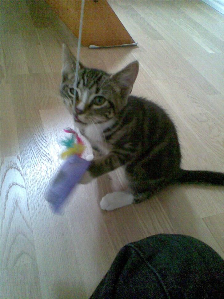 Blanding af racer Oscar billede 4