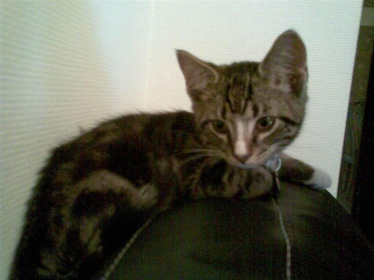 Blanding af racer Oscar billede 5