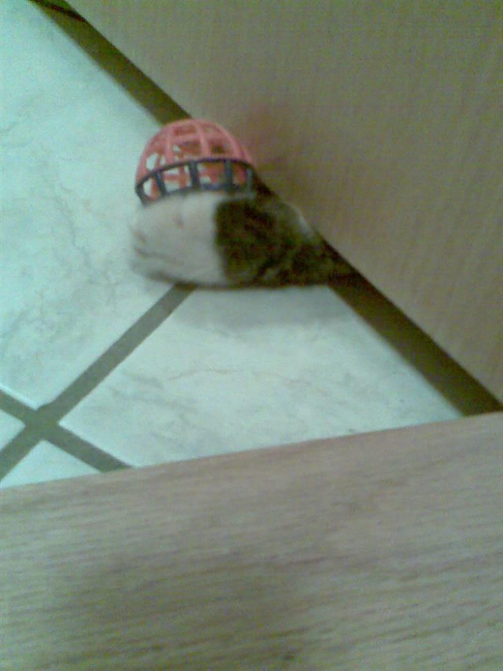 Blanding af racer Oscar billede 6