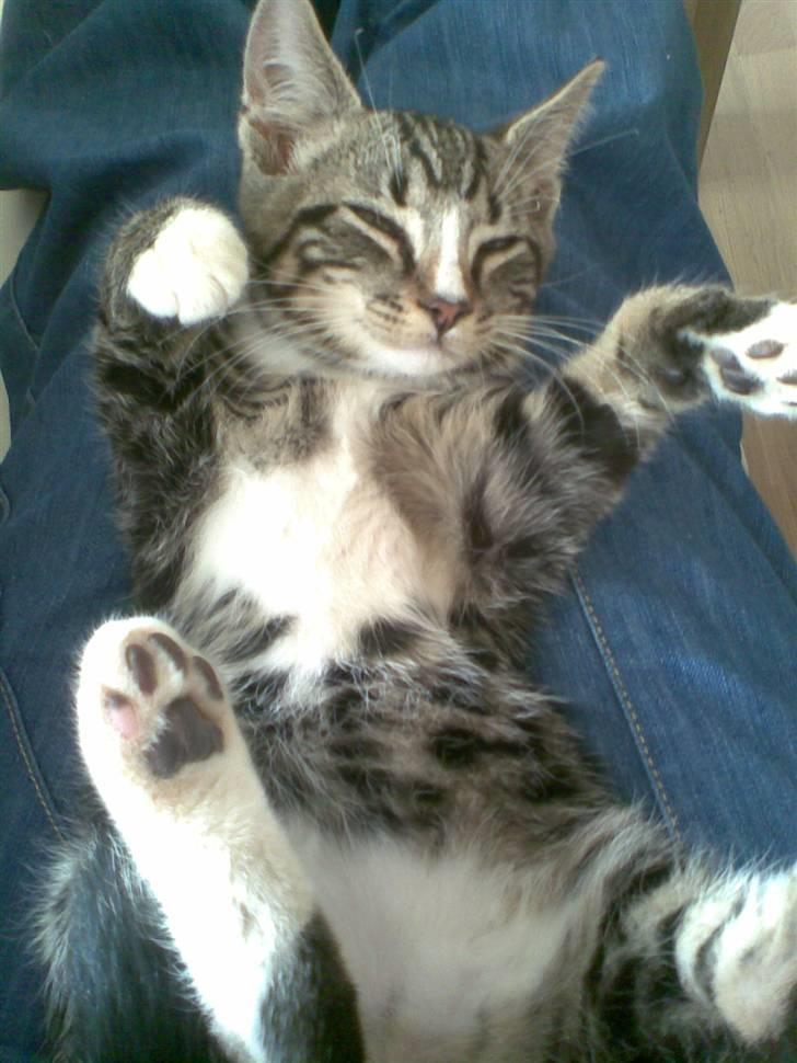 Blanding af racer Oscar billede 7