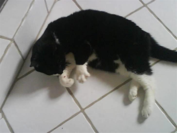 Blanding af racer tove<333 Misser (Død:(  ) billede 10