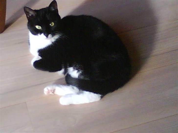 Blanding af racer tove<333 Misser (Død:(  ) billede 11