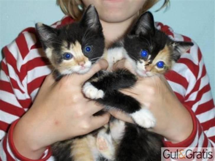 Huskat Beauty billede 7