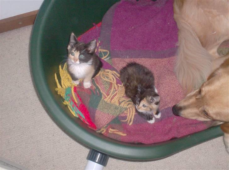 Huskat Beauty billede 8