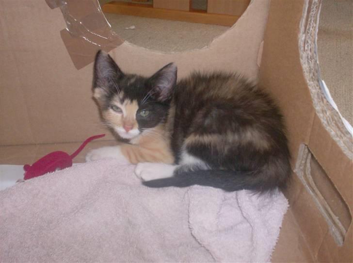 Huskat Beauty billede 9