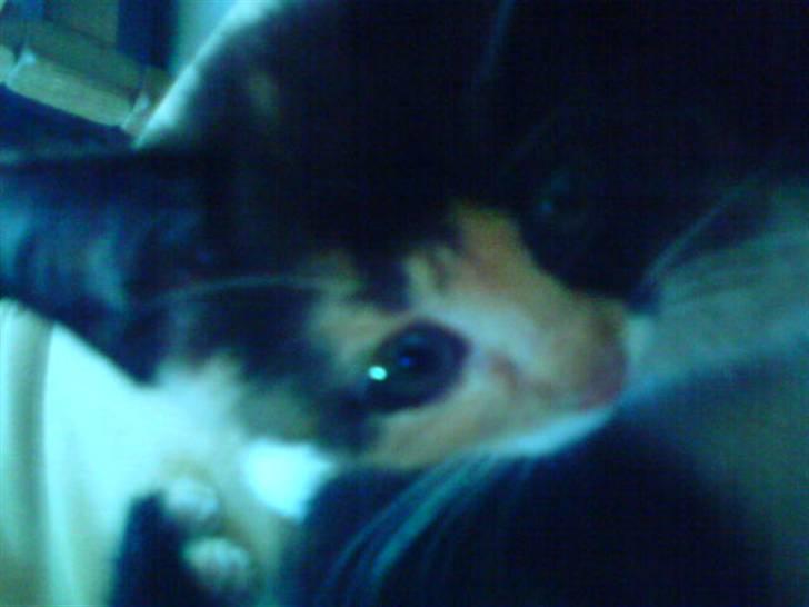 Huskat Beauty billede 10