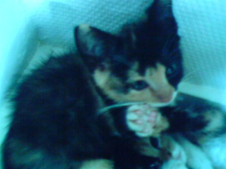 Huskat Beauty billede 11