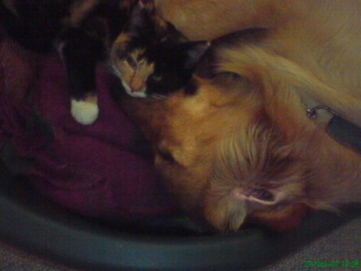 Huskat Beauty billede 12