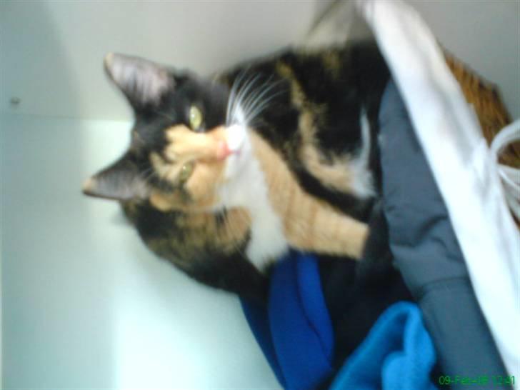 Huskat Beauty billede 13