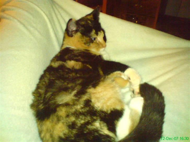 Huskat Beauty billede 14