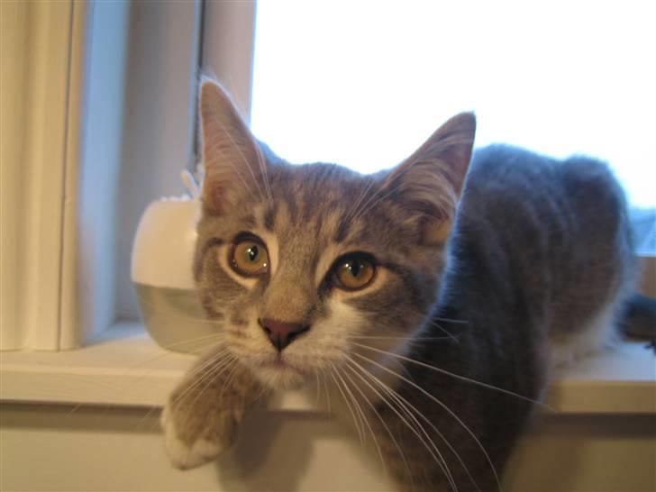 Blanding af racer R.I.P       Baloo billede 6