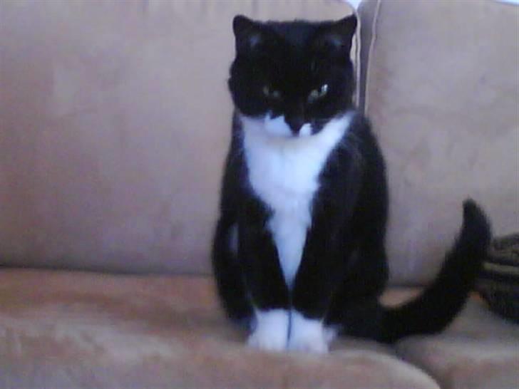 Blanding af racer tove<333 Misser (Død:(  ) billede 12