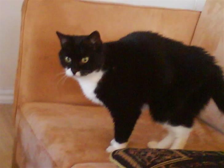 Blanding af racer tove<333 Misser (Død:(  ) billede 13