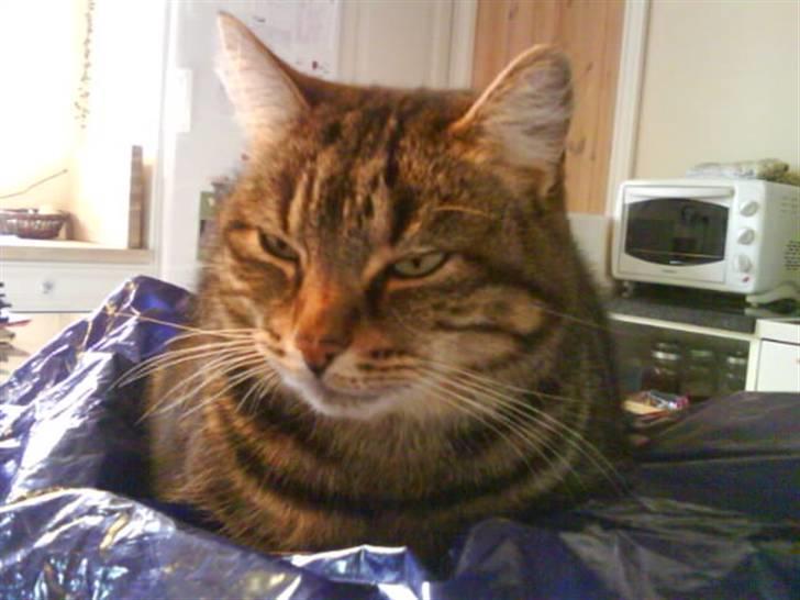 Huskat Timon billede 14